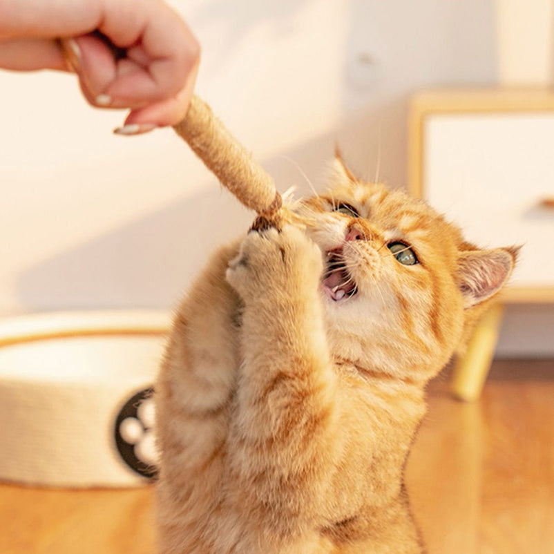 Cattsy Silvervine Dental Sticks