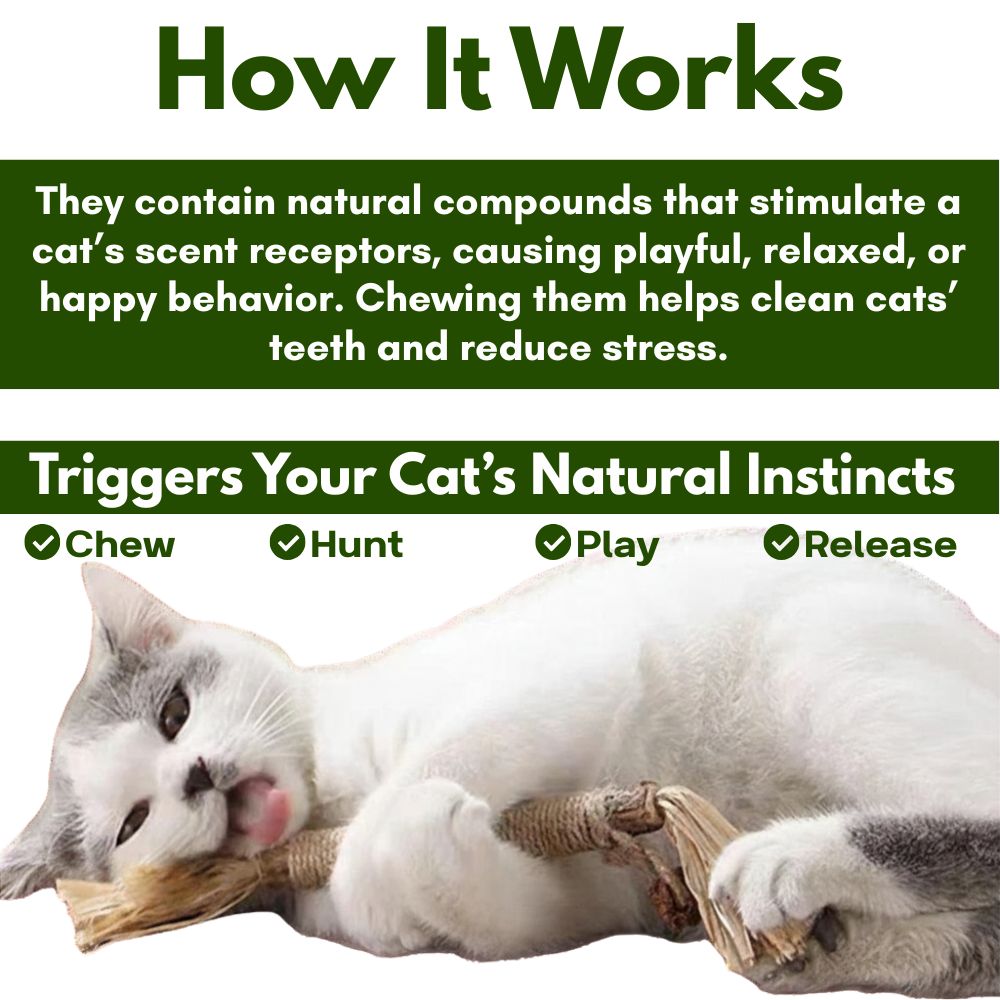 Cattsy Silvervine Dental Sticks