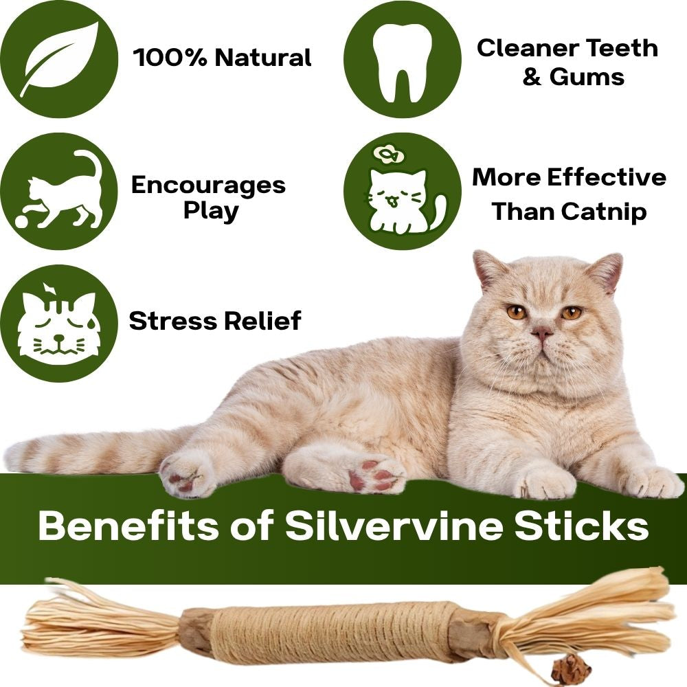 Cattsy Silvervine Dental Sticks