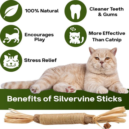 Cattsy Silvervine Dental Sticks